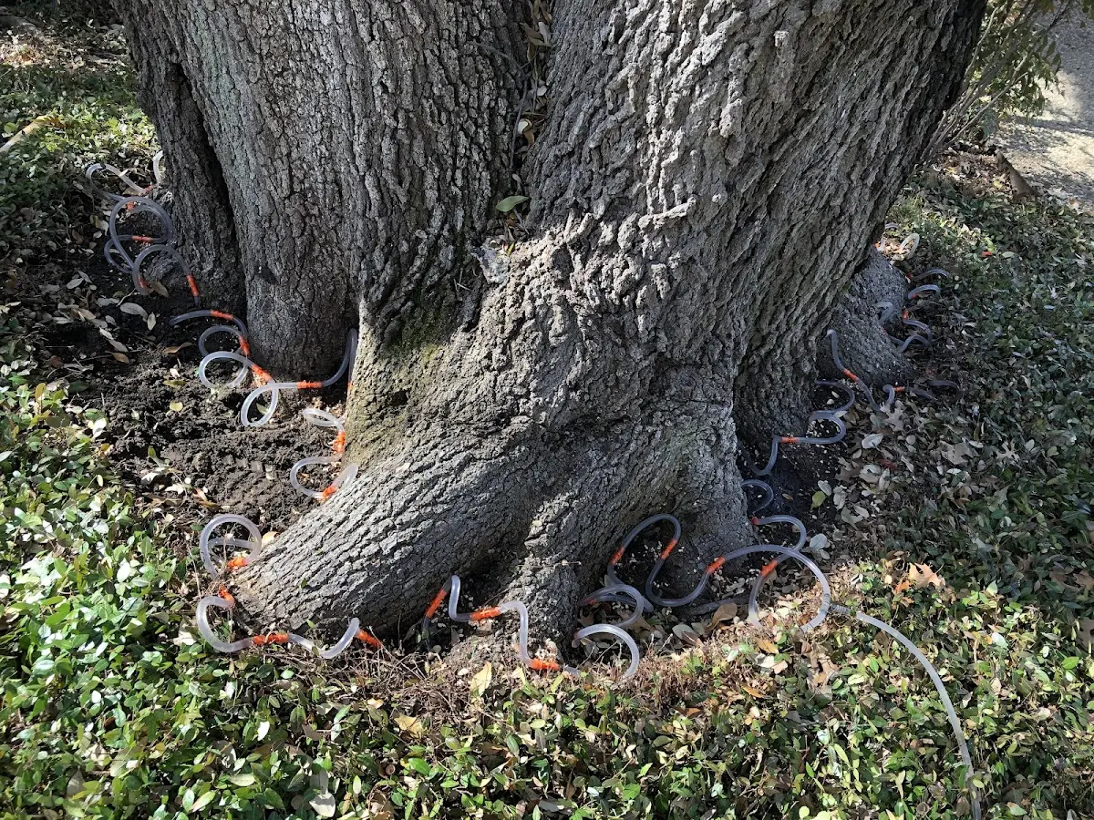 Detailed Tree Cabling and Bracing job site in Opdyke