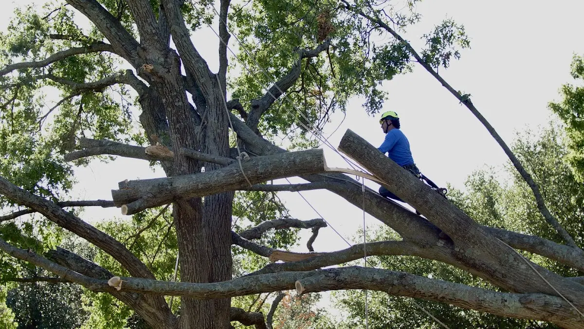Professional Hazardous Tree Removal performed by certified arborists in Opdyke