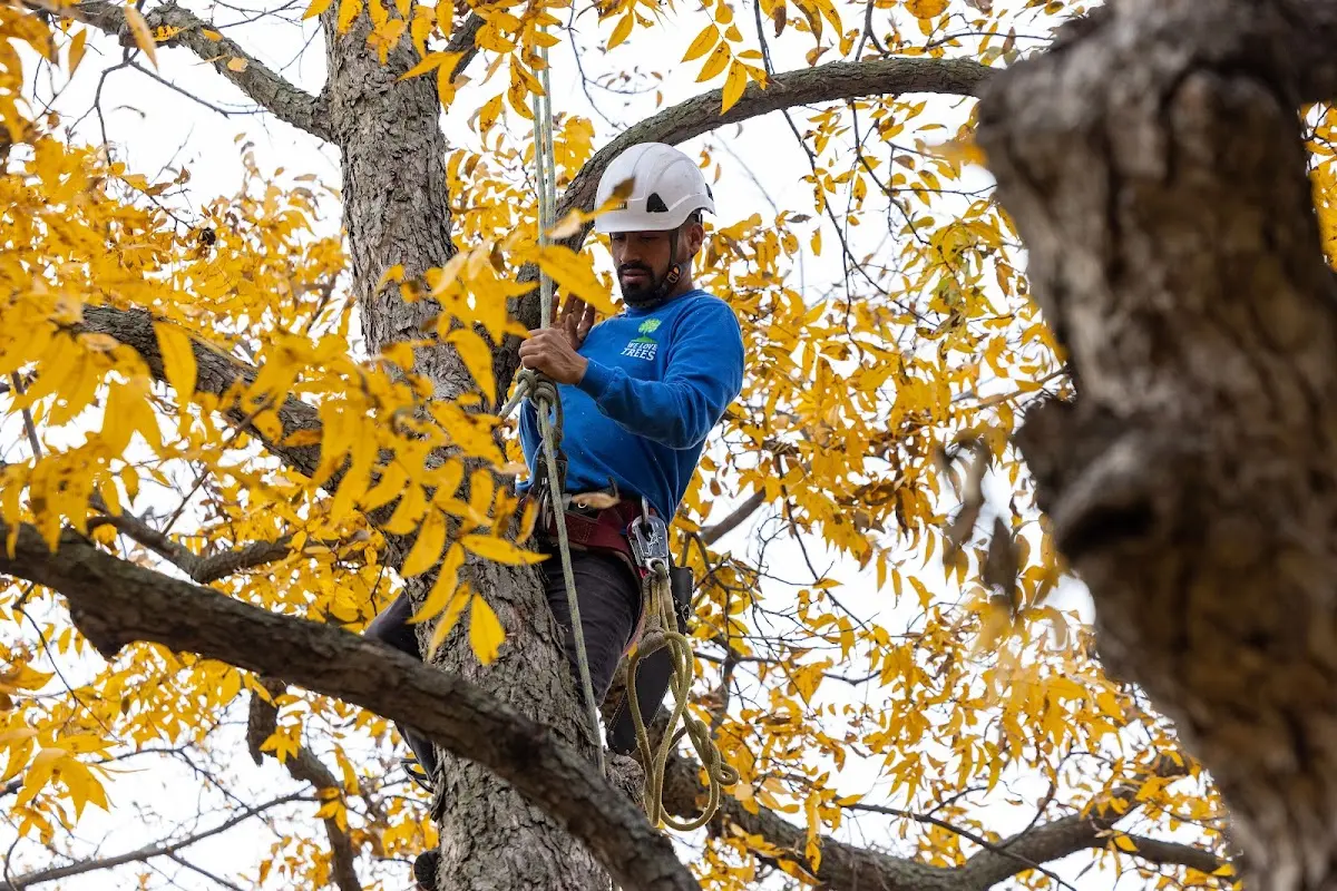 Skilled Tree Pruning crew working in Opdyke
